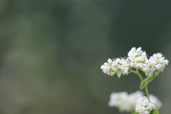 そばの花