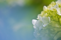 紫陽花