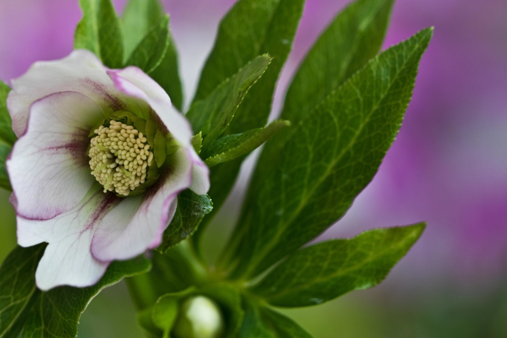 クリスマスローズ