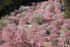 千本桜