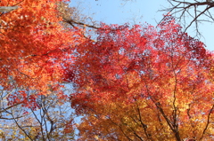 紅葉3