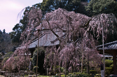 大野寺のしだれ桜