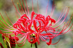 貴婦人のような