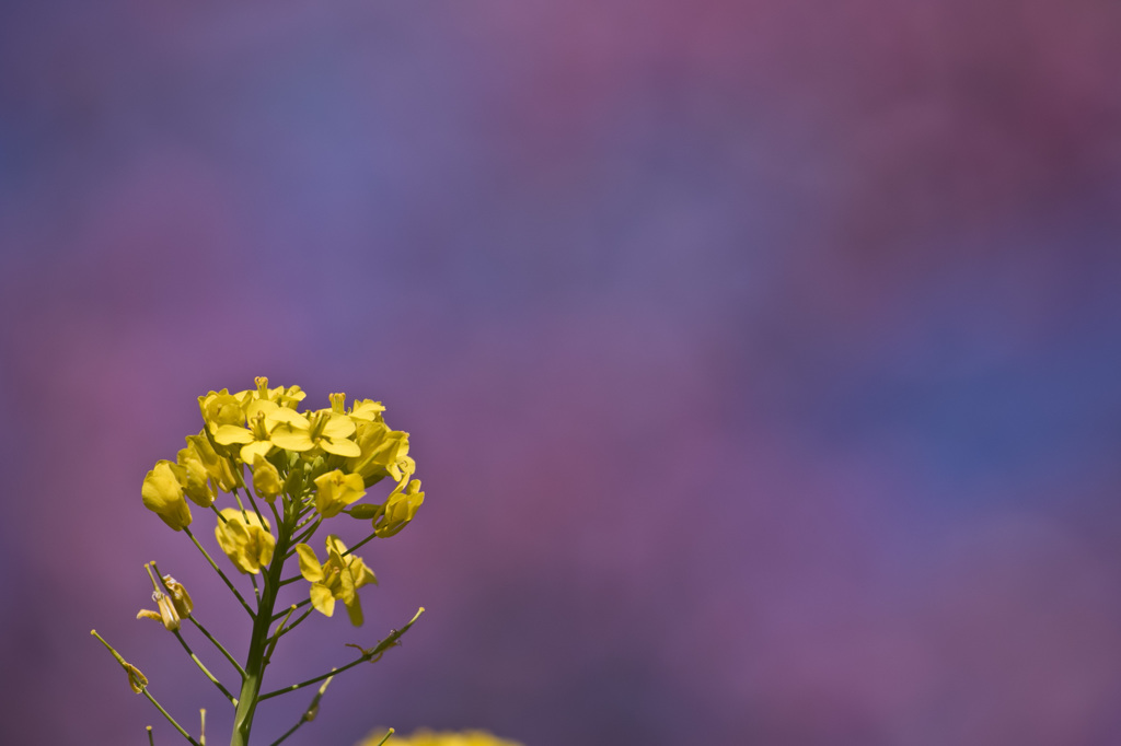 菜の花と