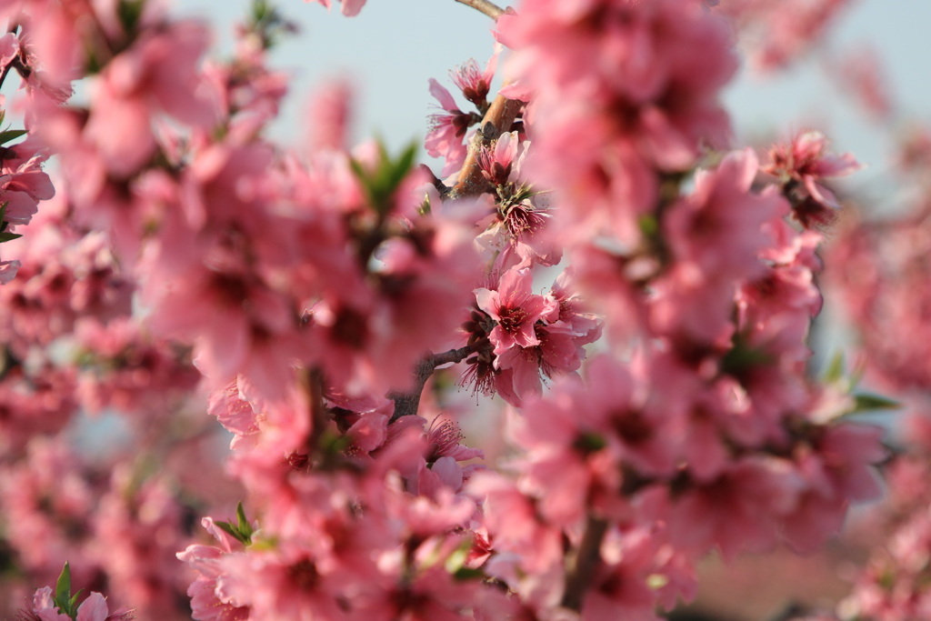 桃の花