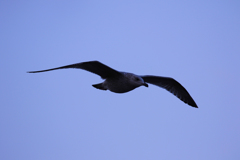 何撮ってるの？