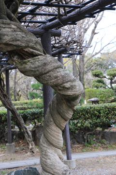 ひねりの効いた木