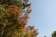 紅葉