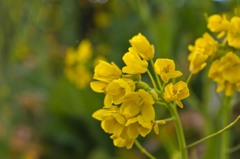 菜の花