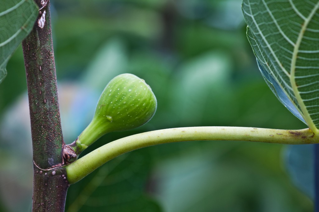まだまだ青い！1