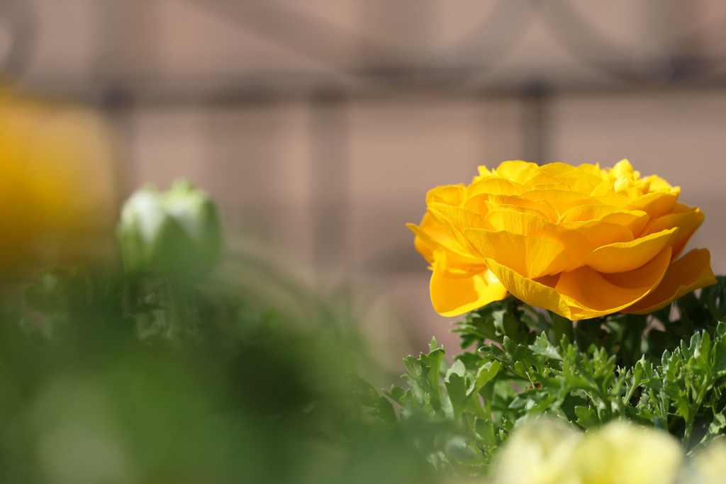 陽気に誘われて