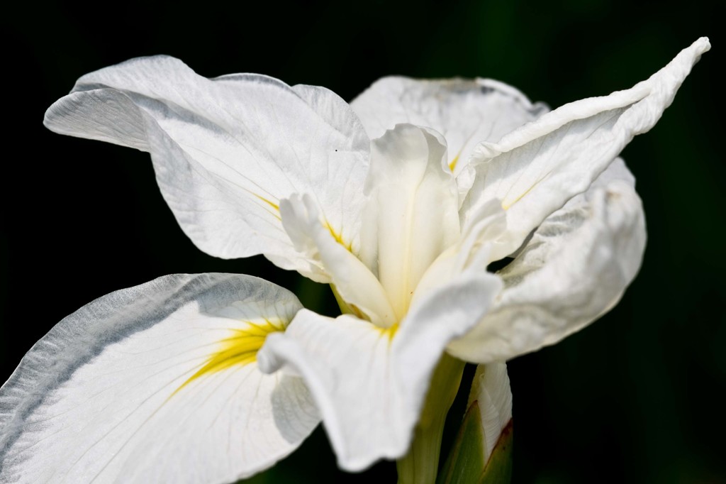 まだ咲いていた