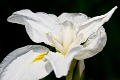 まだ咲いていた