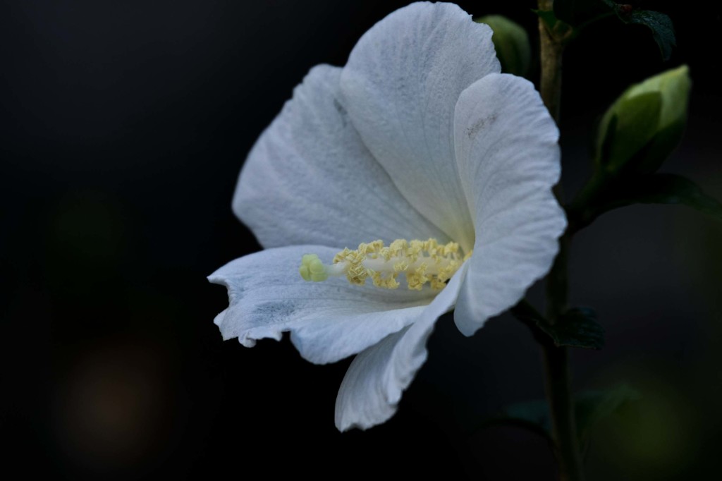 芙蓉