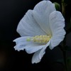 芙蓉