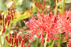 曼珠沙華
