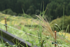 秋