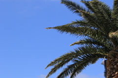 シンボルツリー