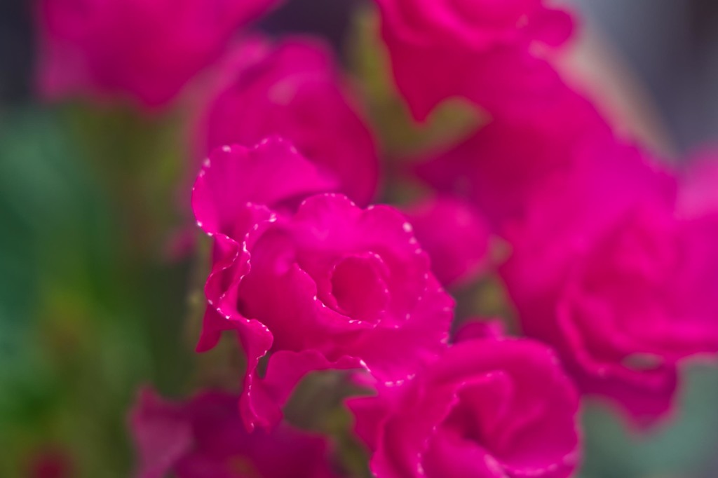庭の花