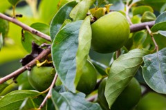 まだまだ青い！2