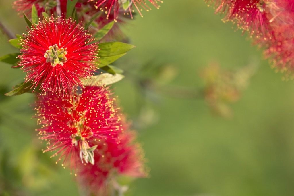 タワシみたいな