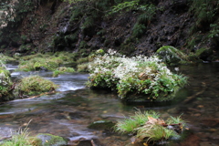 清流に咲く花