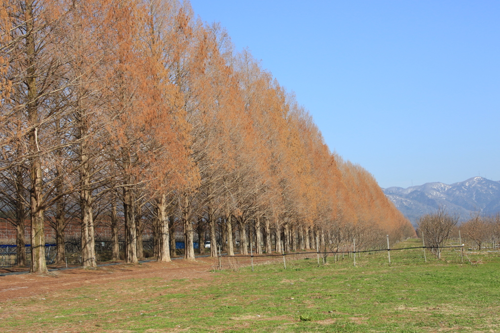 メタセコイヤ並木