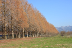 メタセコイヤ並木