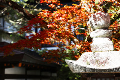 モミジと灯籠