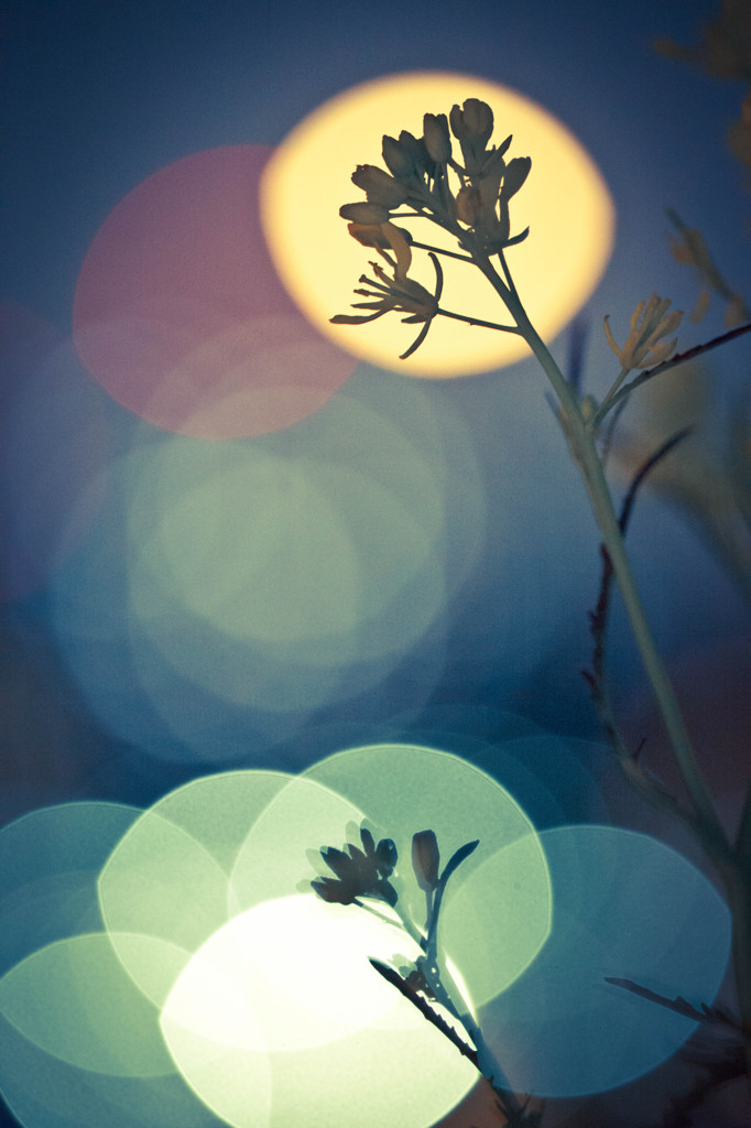 夜咲花