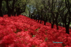 曼珠沙華の群生