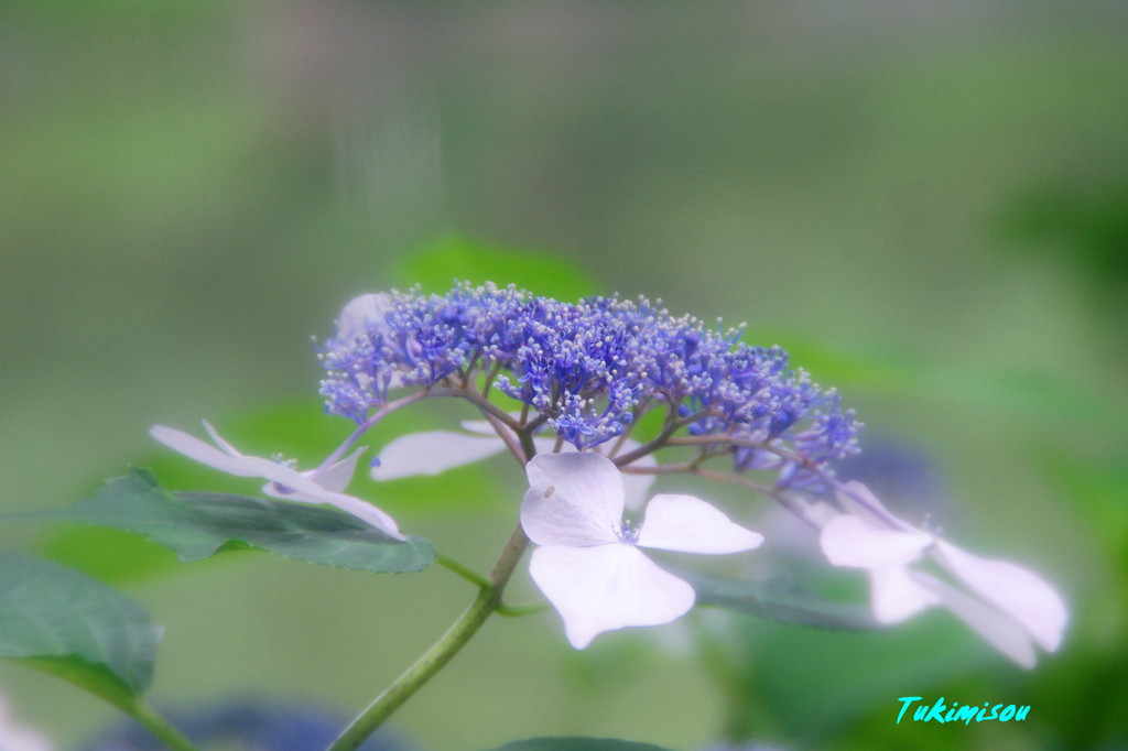 額紫陽花