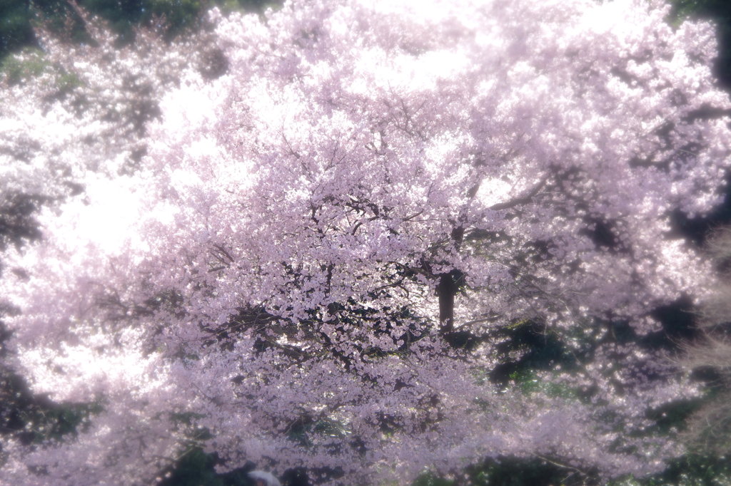 SAKURA