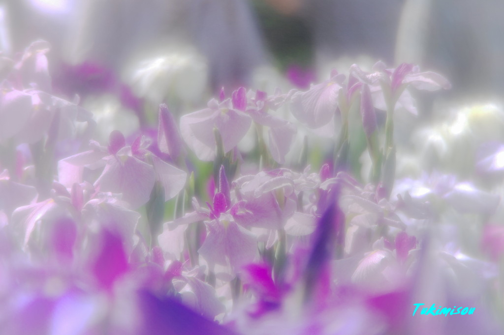 花菖蒲
