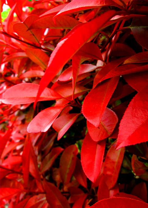 紅色