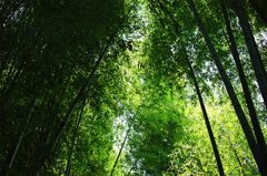 新緑の竹林