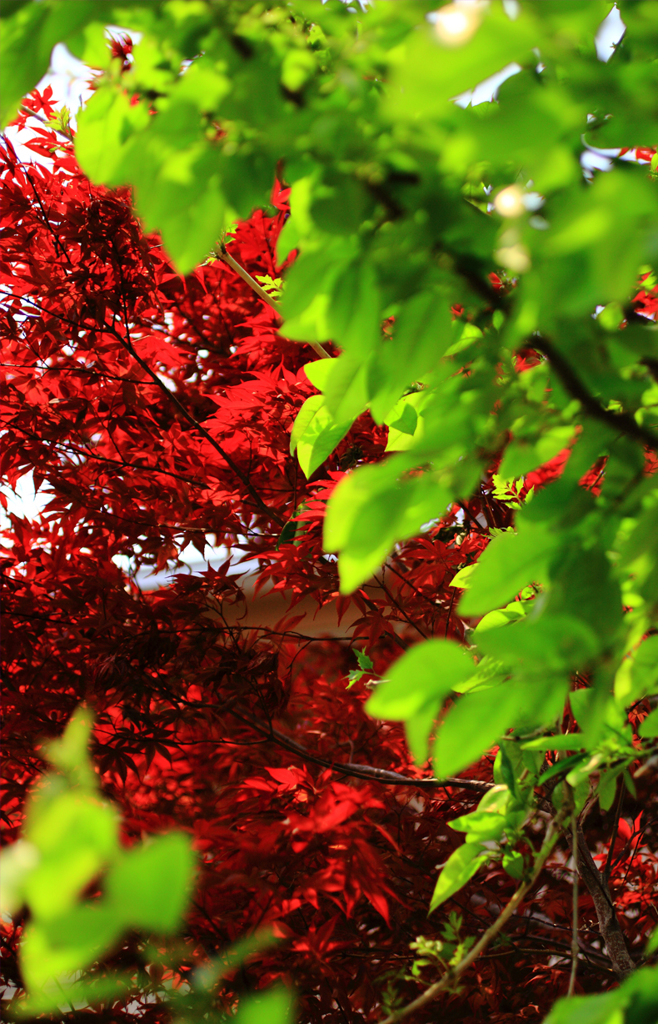 ５月のGreen & Red