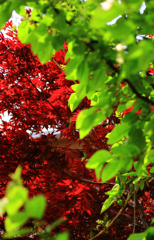 ５月のGreen & Red