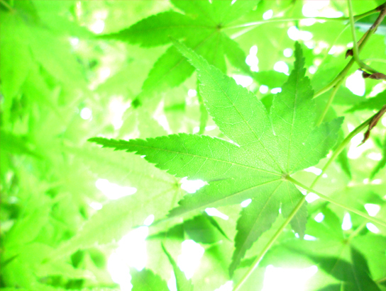 新緑の楓