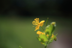 菜の花