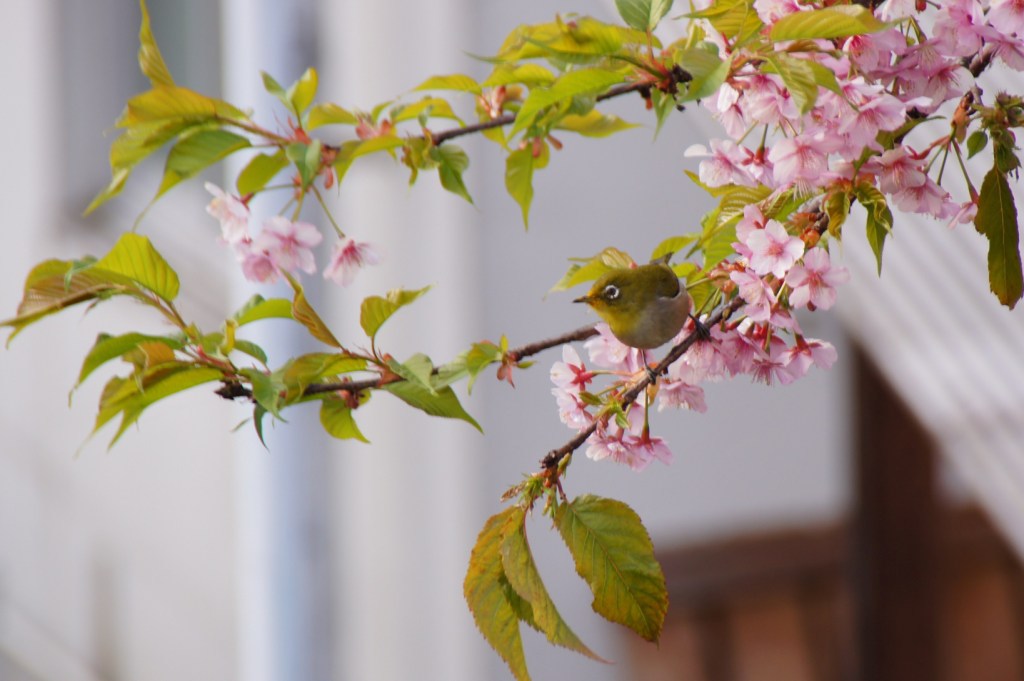 桜＆メジロ