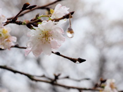 冬桜2