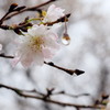冬桜2