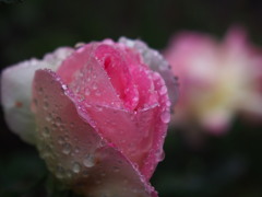 雨上がりのバラ