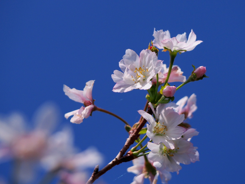 四季桜