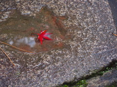 雨上がり3