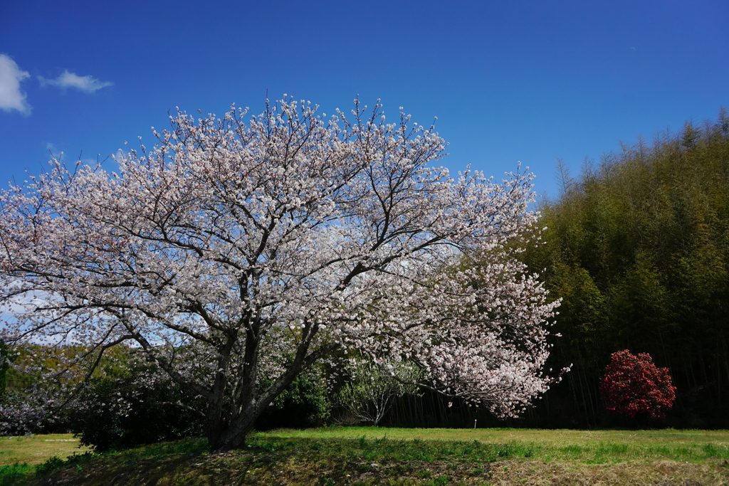 平原の桜2