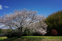 平原の桜2
