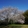 平原の桜2