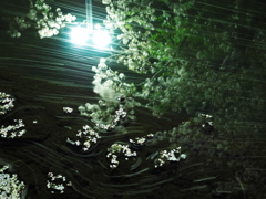 みどり川の桜3